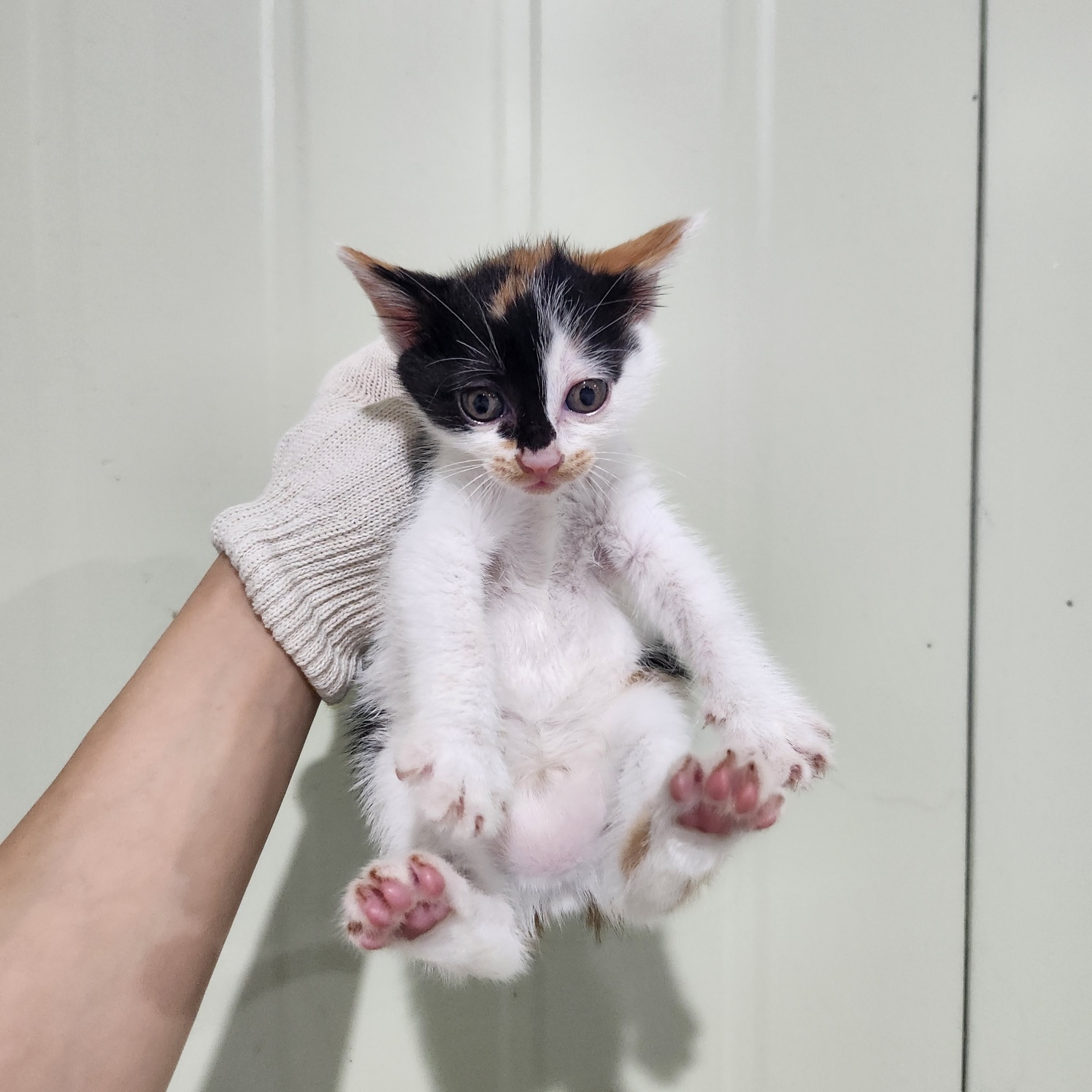 부산동물보호센터_426332202300415
