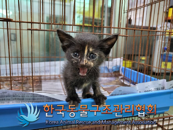 한국동물구조관리협회_411309202300309