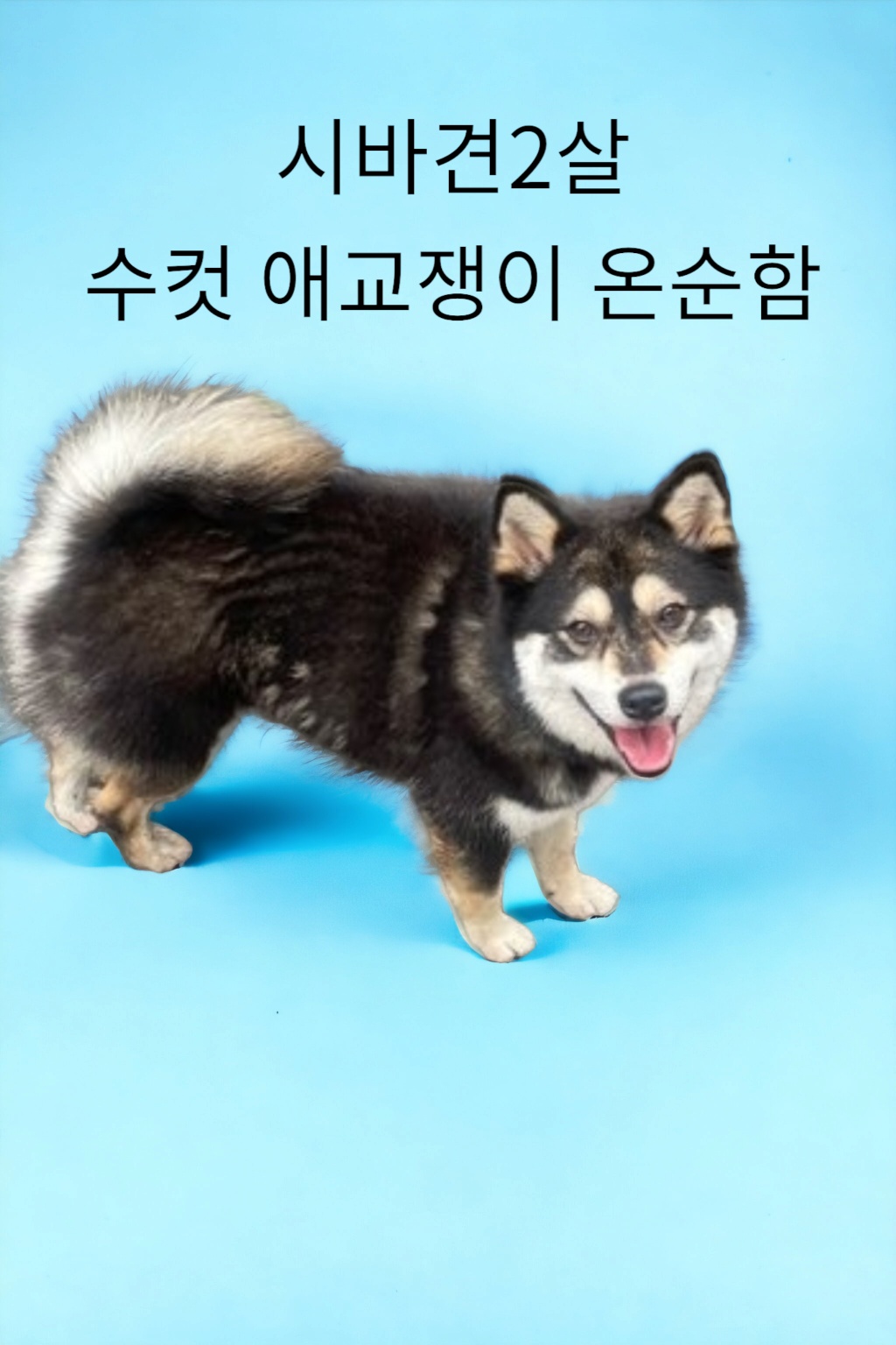 성주유기동물보호센터_447521202300267