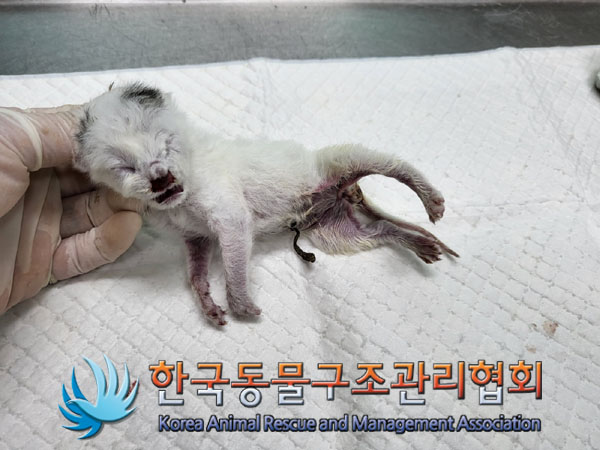 한국동물구조관리협회_411323202300742