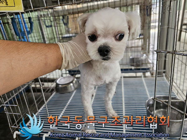 한국동물구조관리협회_411301202300369