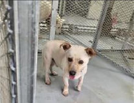 (사)하얀비둘기_426336202300309