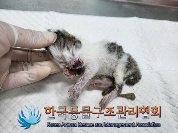 한국동물구조관리협회_411323202300744