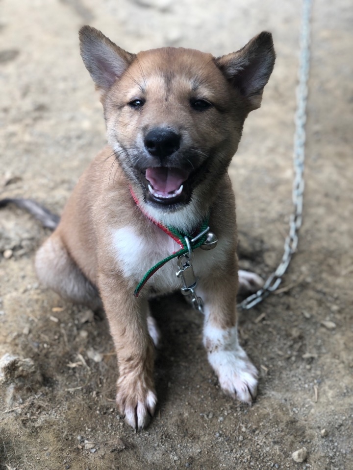 양양군유기동물보호소_442435202300112