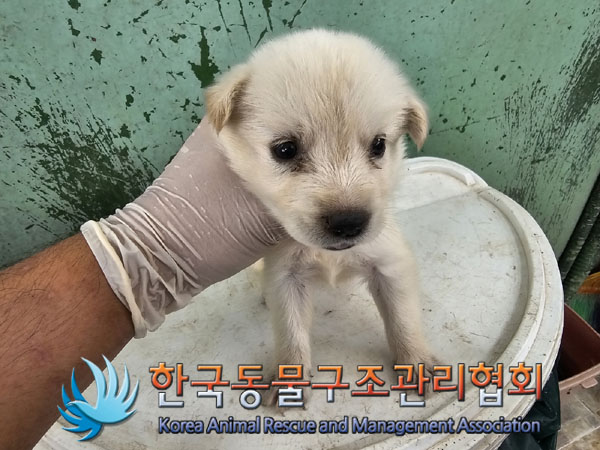 한국동물구조관리협회_411315202300491