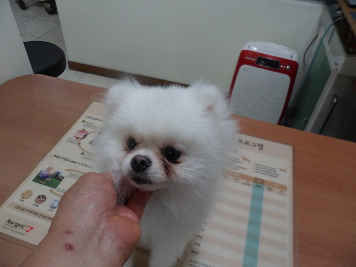 강현림동물병원_411314202300388