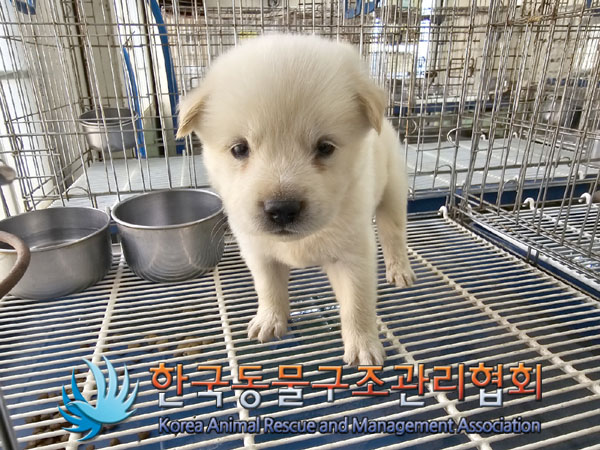 한국동물구조관리협회_411315202300492