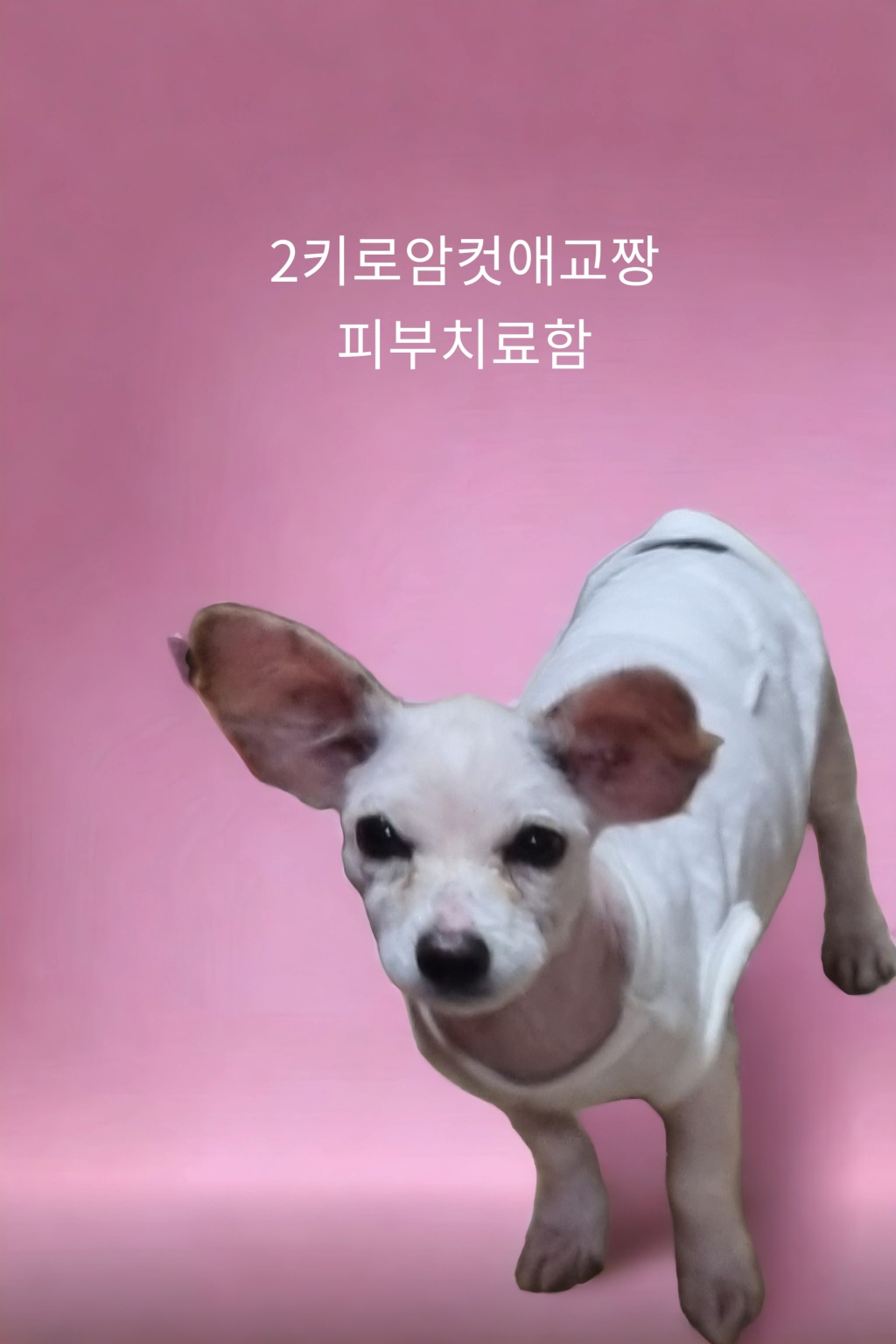 성주유기동물보호센터_447521202300272