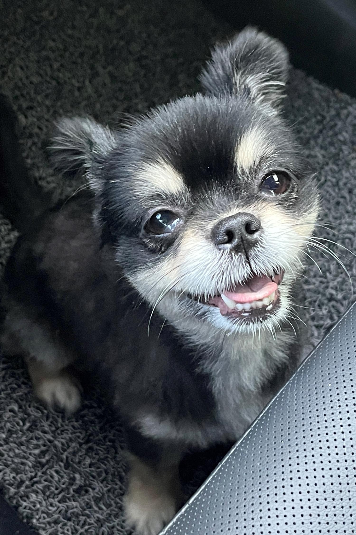 영덕유기동물보호센터_447518202300208