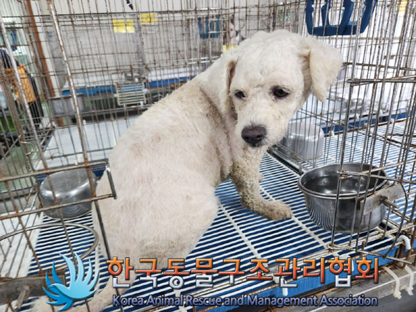 한국동물구조관리협회_441398202300306