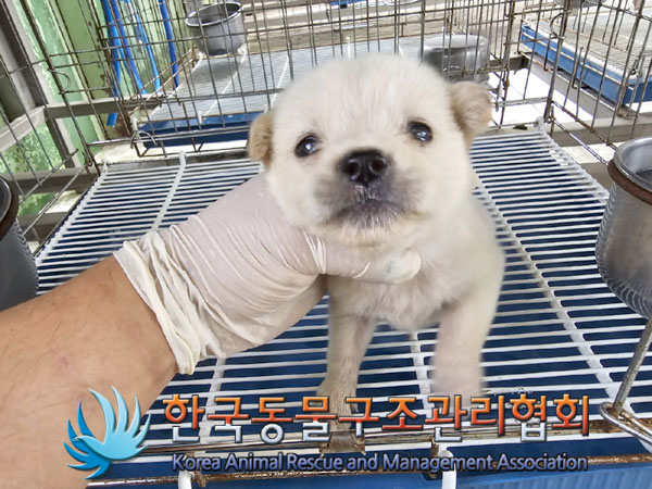 한국동물구조관리협회_411315202300493