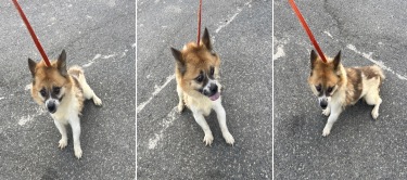 부산동물보호센터_426332202300419