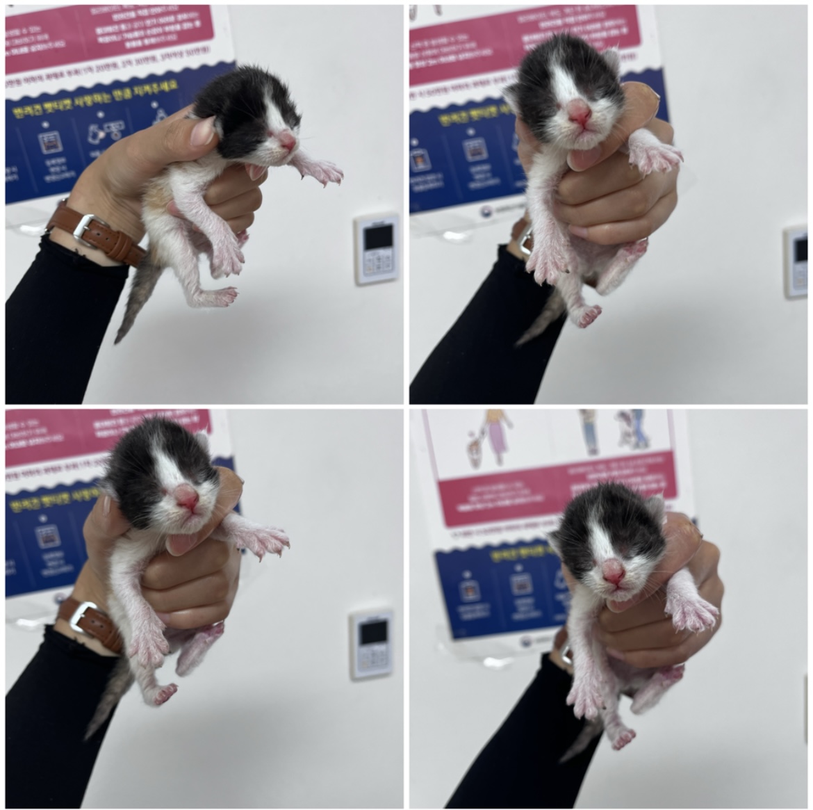 천안시유기동물보호소_444449202301734