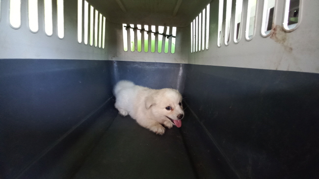 진주시동물보호센터_448531202301579