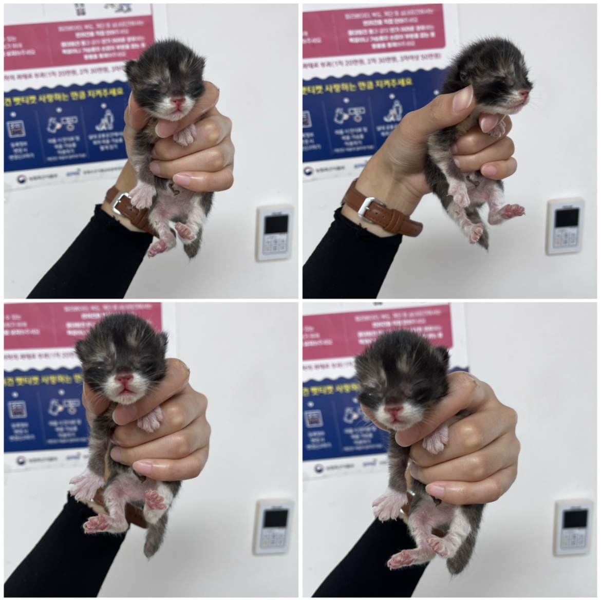 천안시유기동물보호소_444449202301736