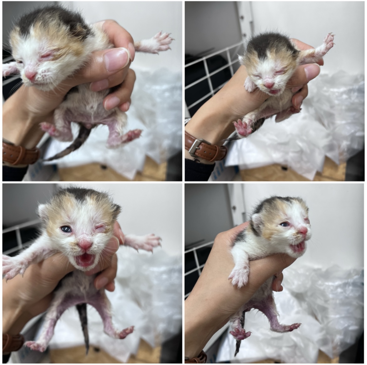 천안시유기동물보호소_444449202301732