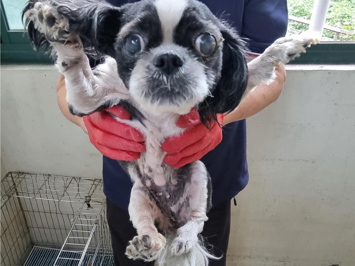 양산시 동물보호센터_448538202300455