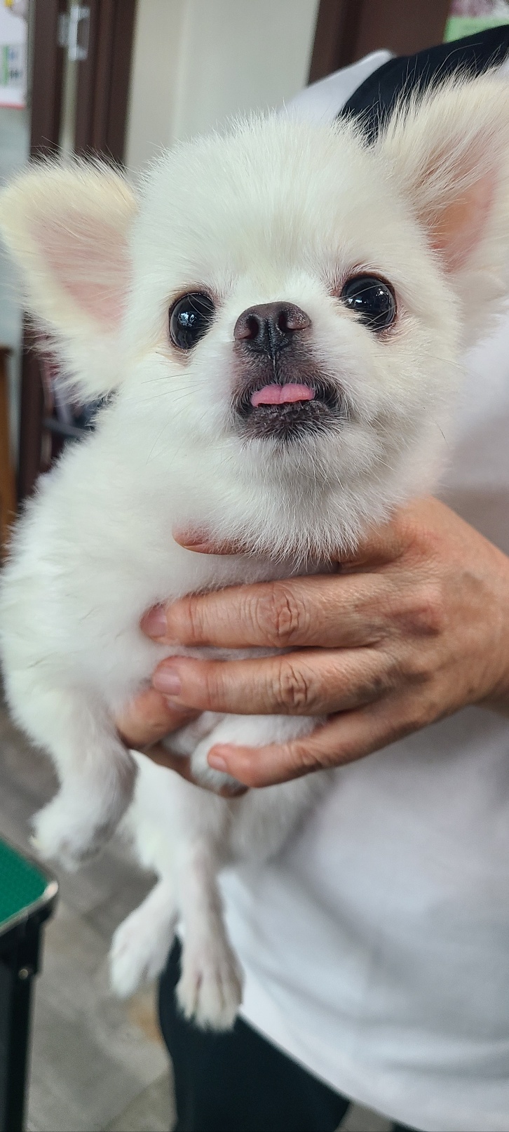 하남동물병원_441404202300446