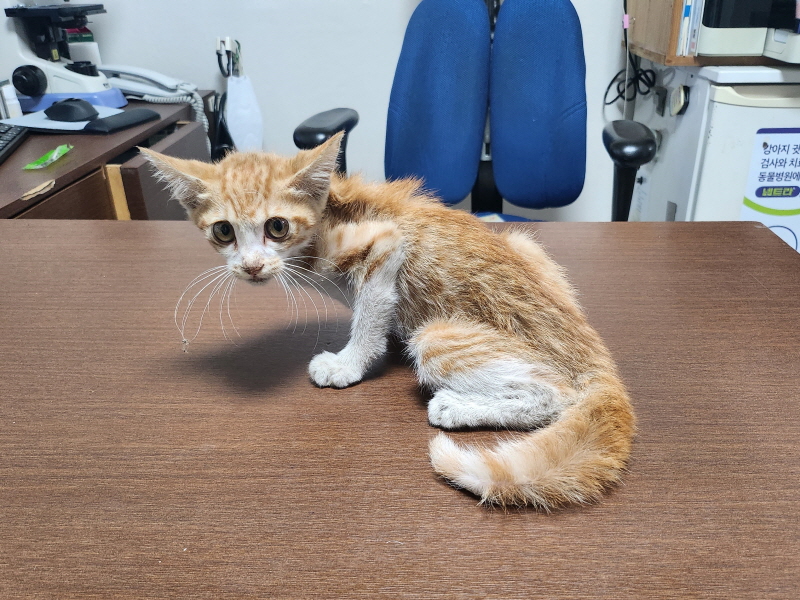 대구수의사회(아이펫)_427343202300655