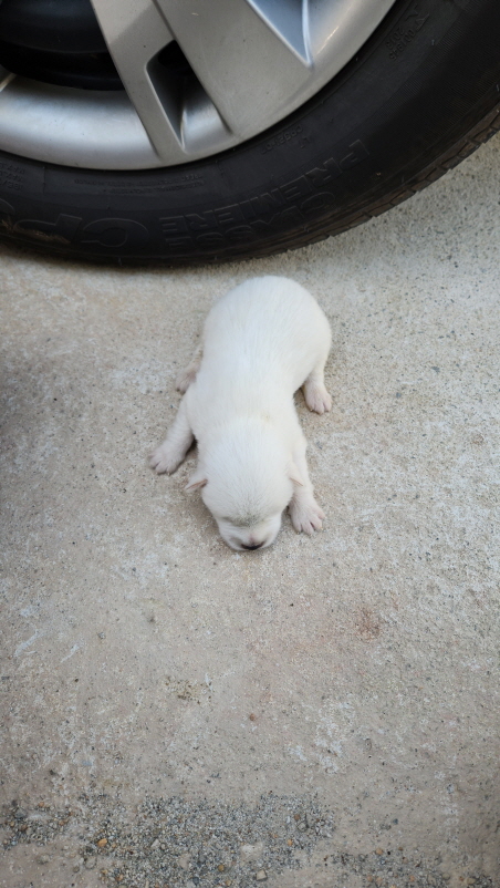 익산유기동물보호소_445468202301558