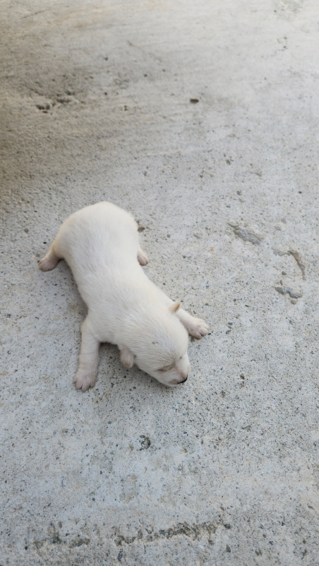 익산유기동물보호소_445468202301564