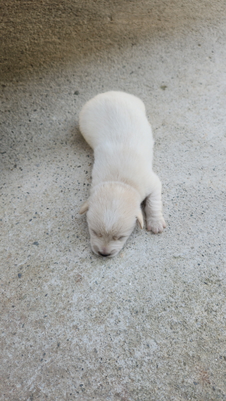 익산유기동물보호소_445468202301563