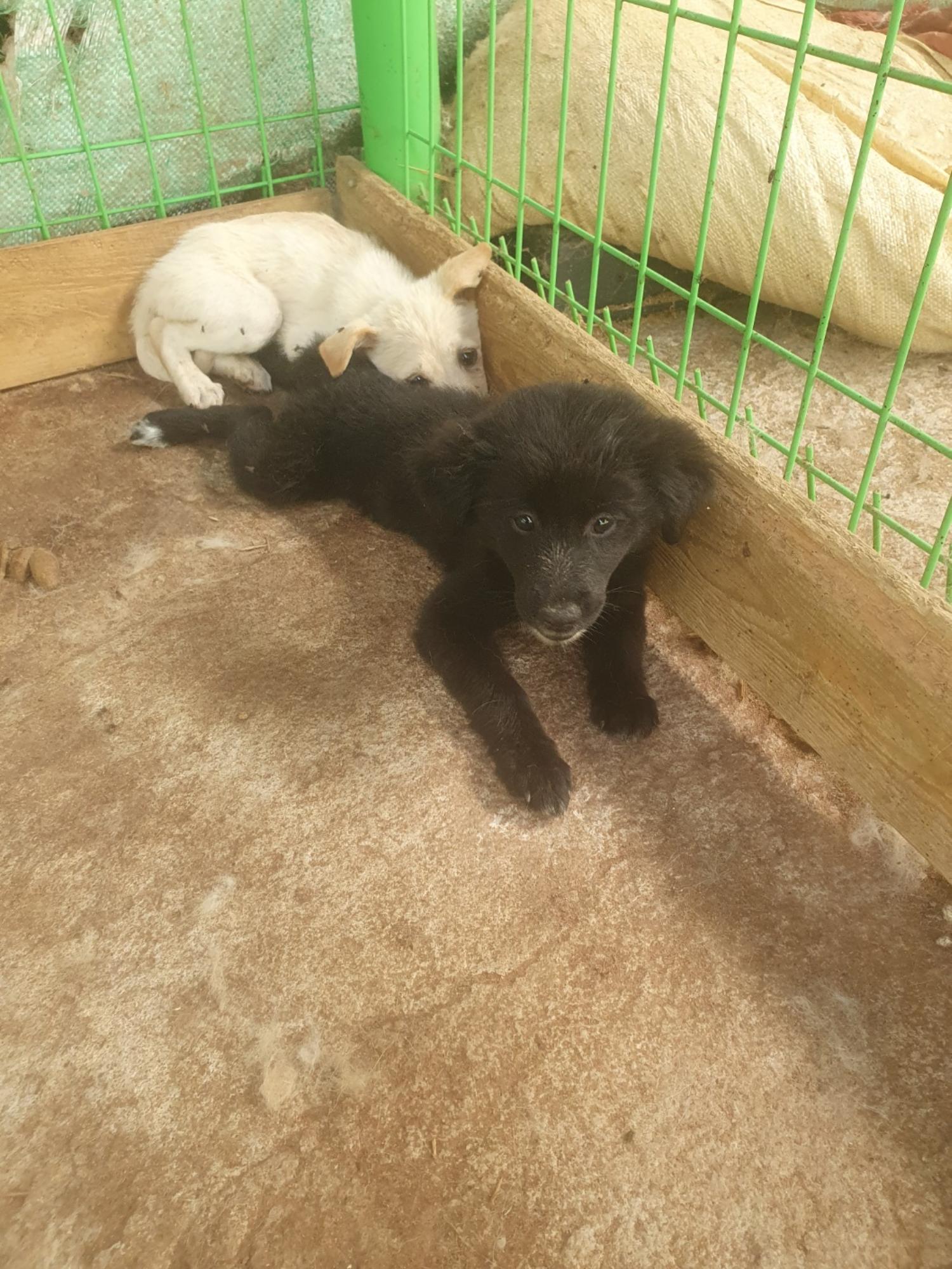 학교동물임시보호센터_446496202300410