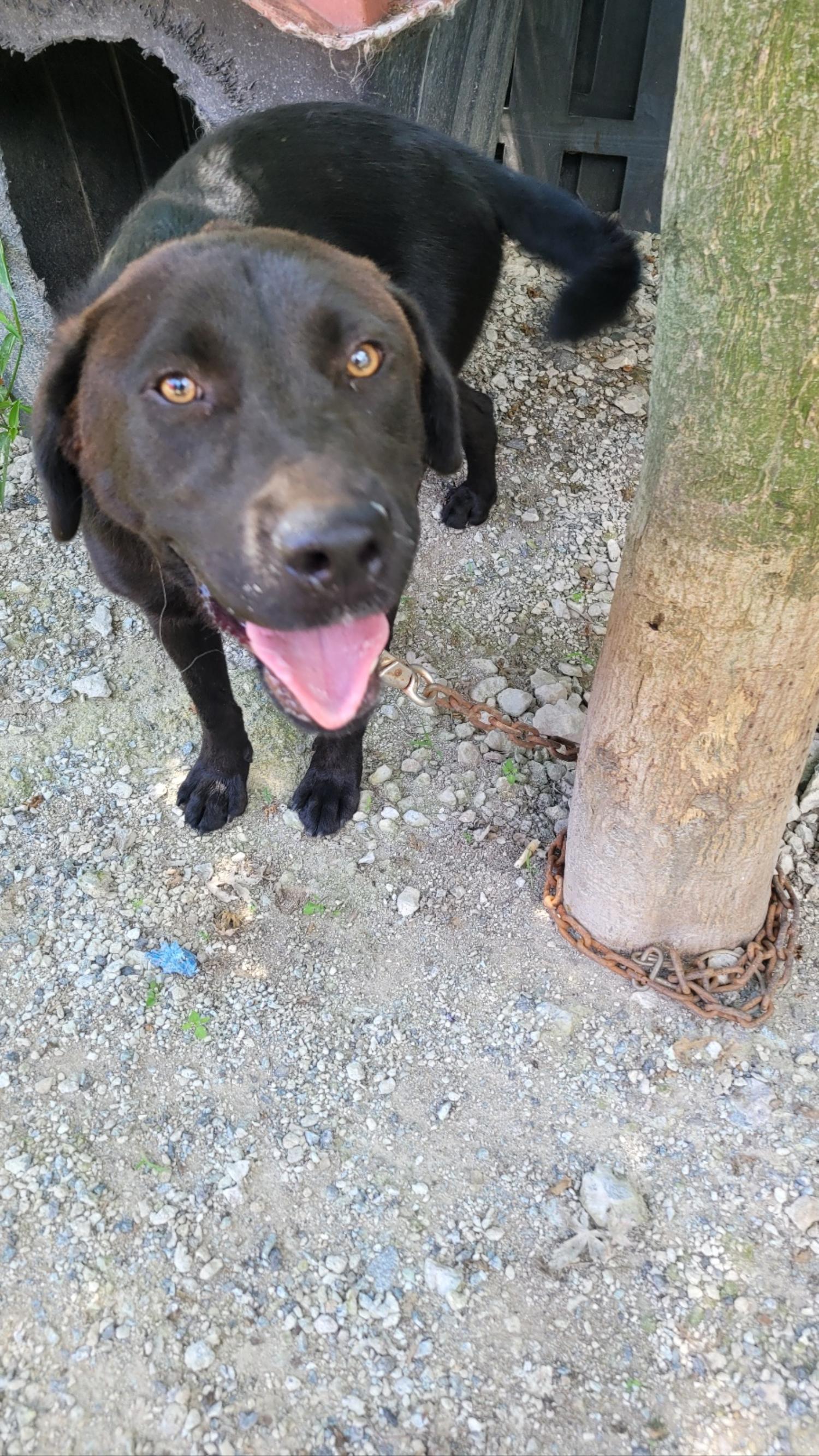 화순군유기동물보호소_446490202300169