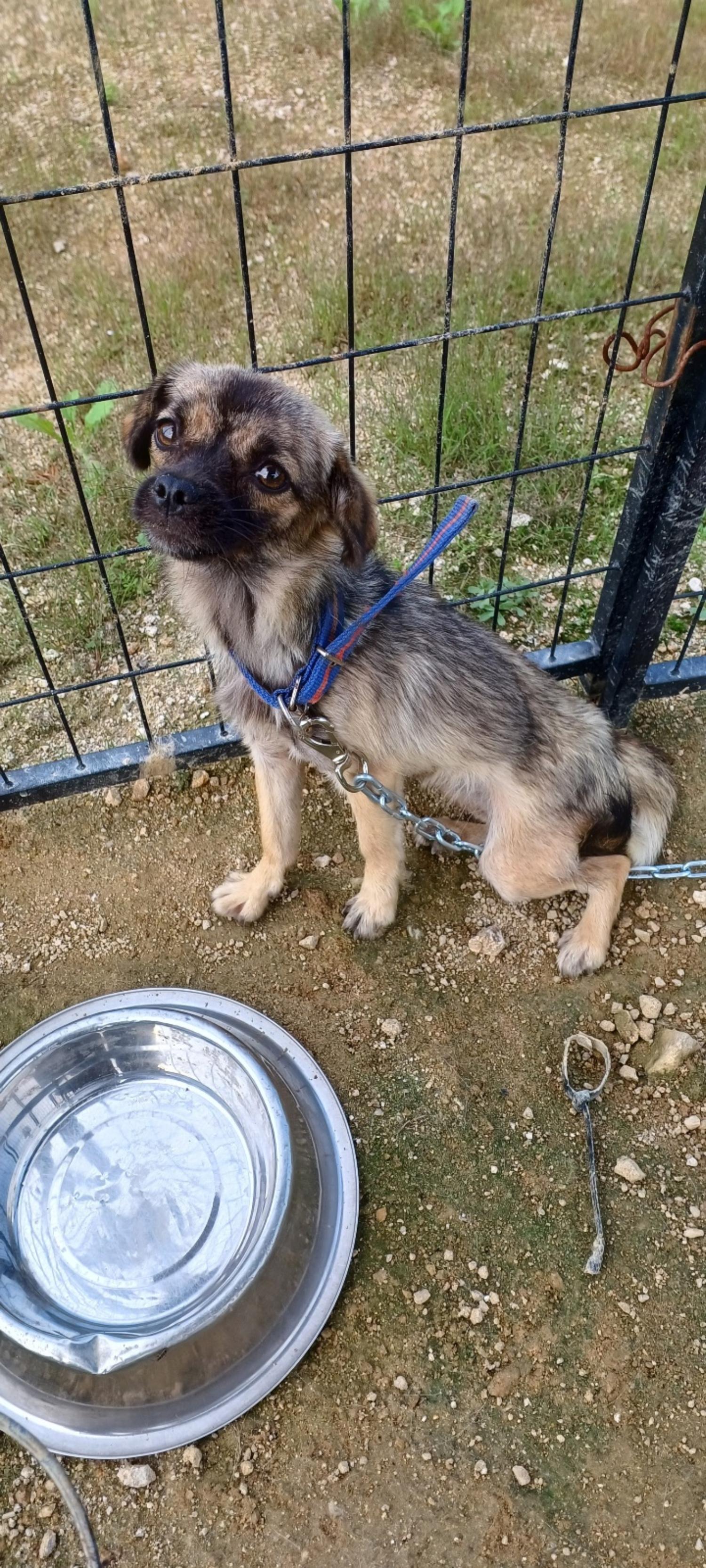 홍천군유기동물보호소_442425202300385