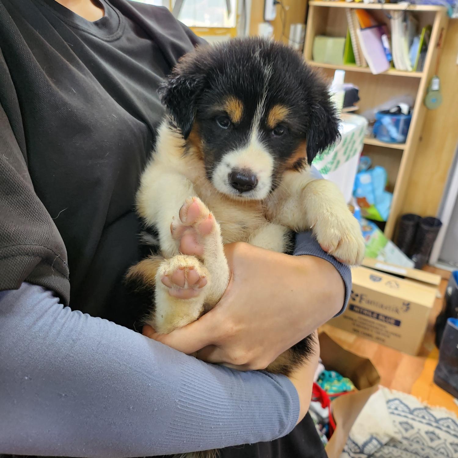 울산유기동물보호센터_431372202300395