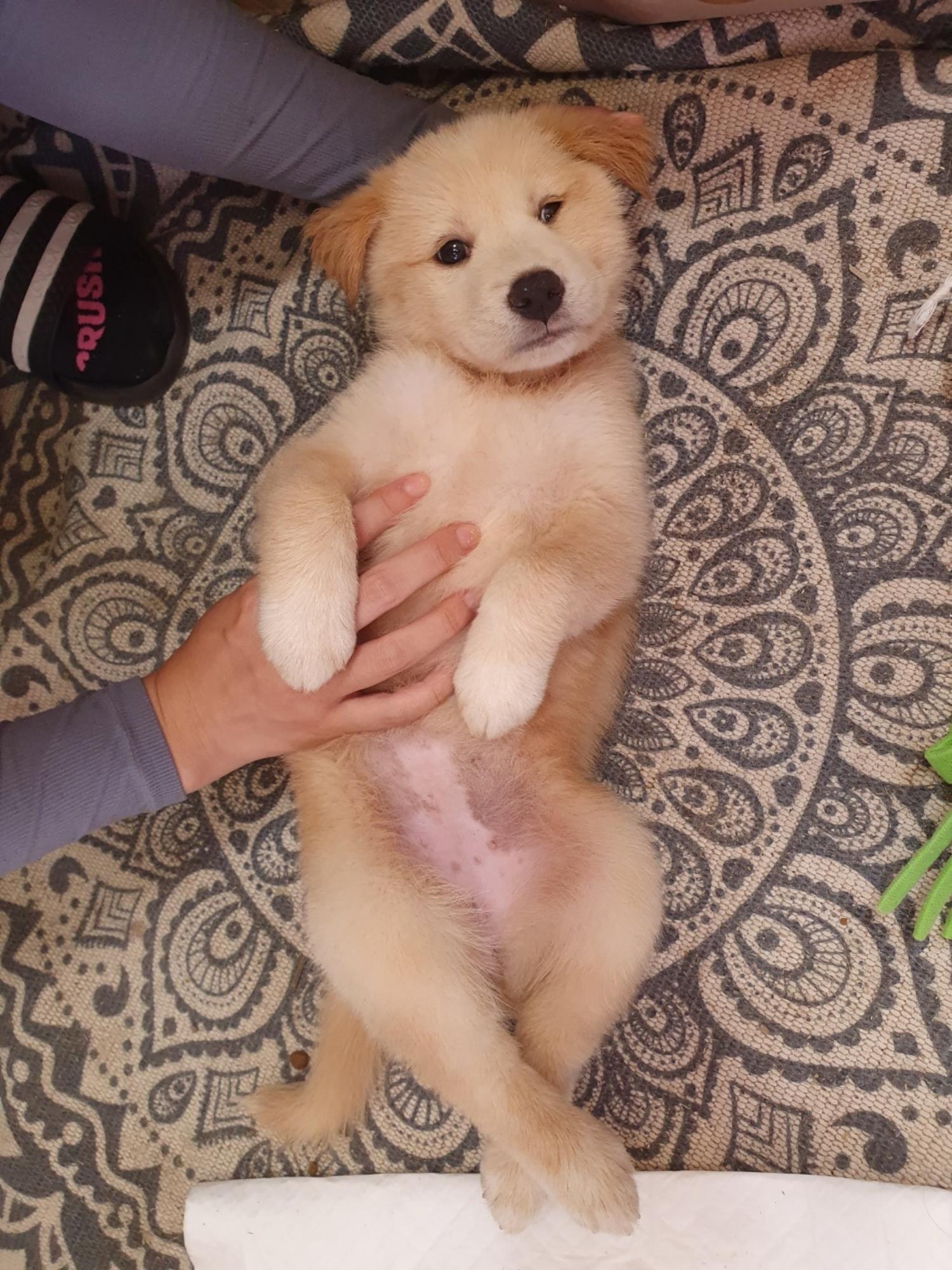 울산유기동물보호센터_431372202300396