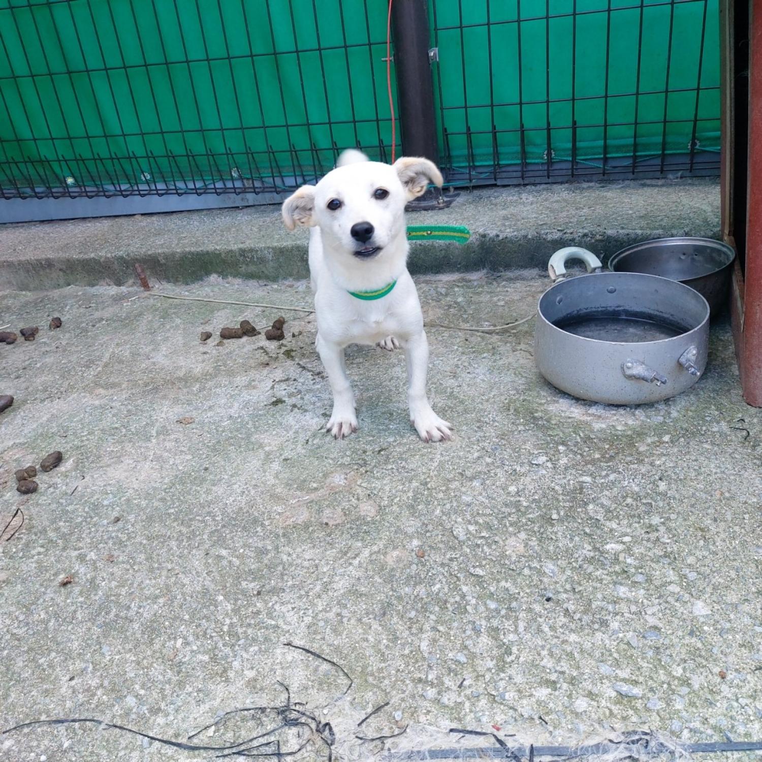 산청동물보호센터_448545202300163