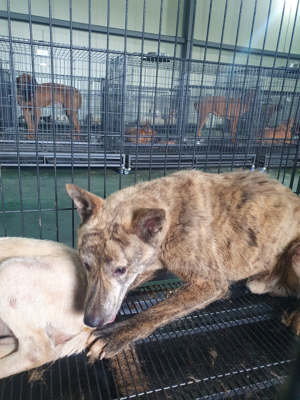 남양주시동물보호센터_441399202301958