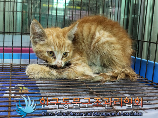 한국동물구조관리협회_441409202301265