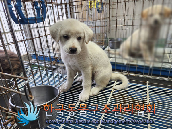 한국동물구조관리협회_441409202301260