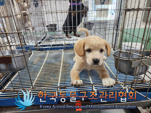 한국동물구조관리협회_441409202301259