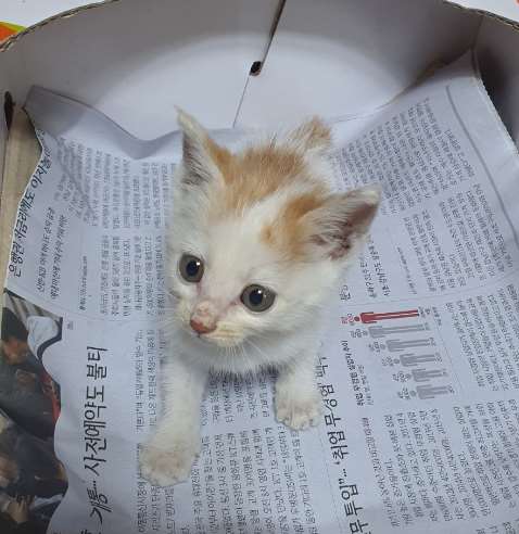 김천시 동물보호센터_447506202300252