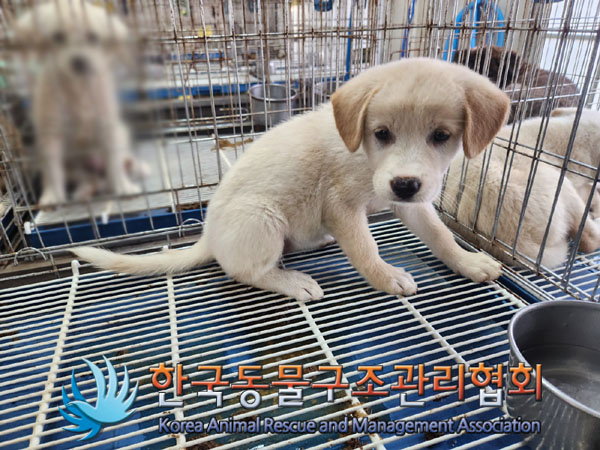 한국동물구조관리협회_441409202301261