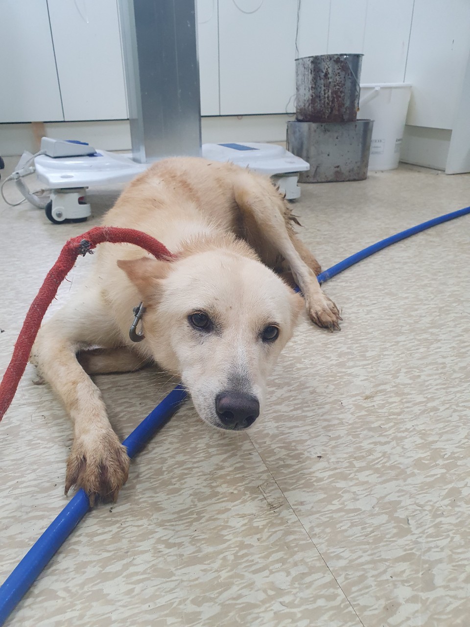 남양주시동물보호센터_441399202301949