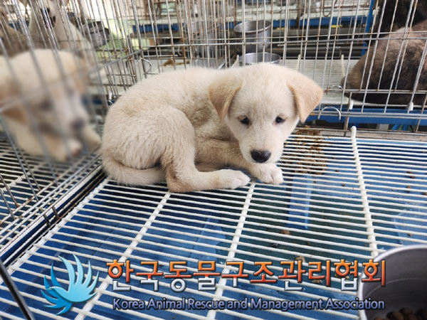 한국동물구조관리협회_441409202301262
