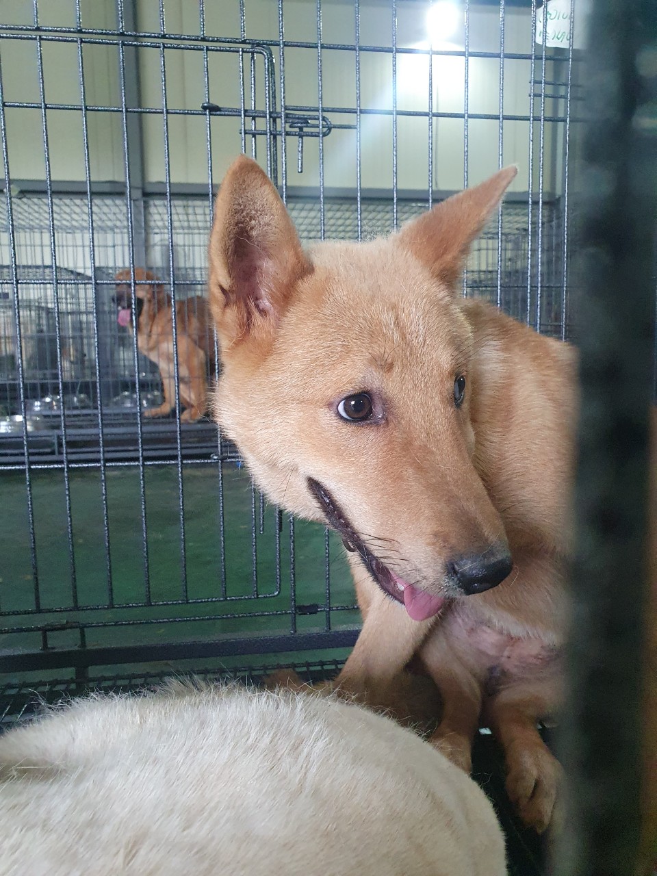 남양주시동물보호센터_441399202301970