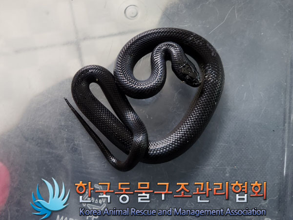 한국동물구조관리협회_411304202300494