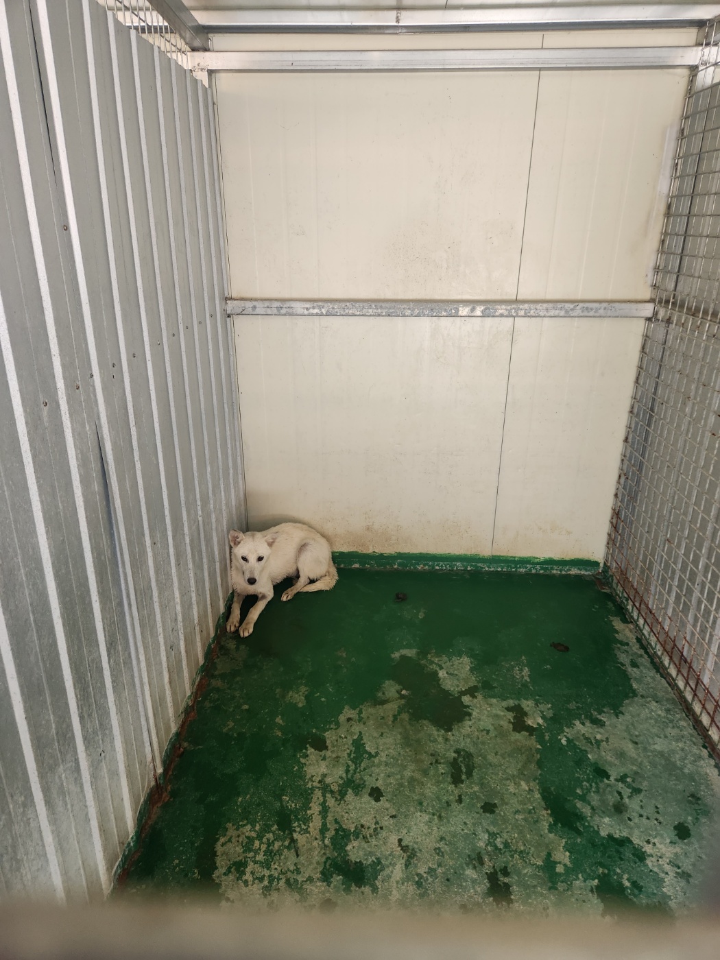 예천군유기동물보호소_447523202300413