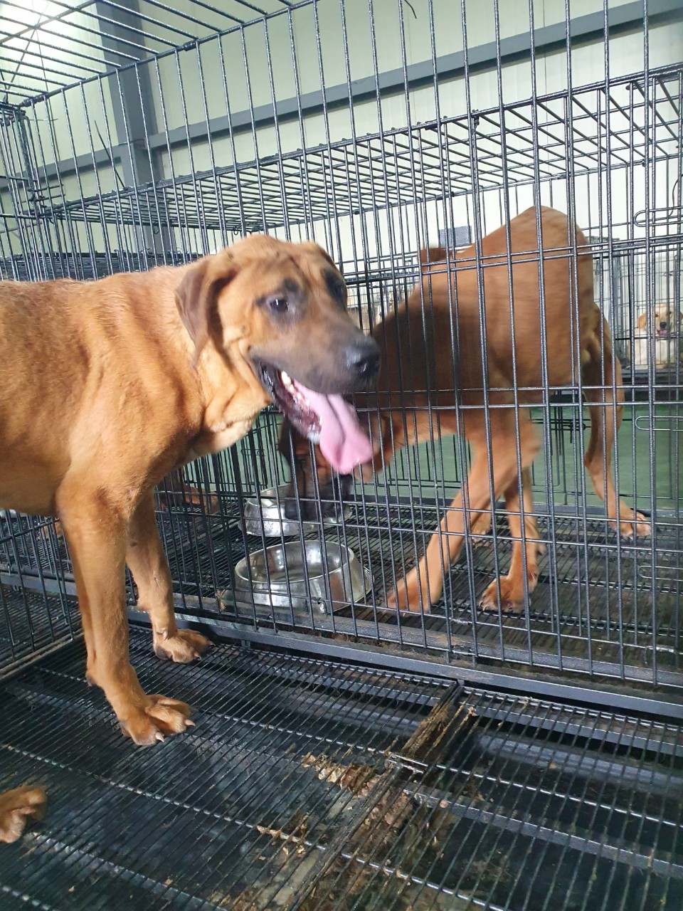 남양주시동물보호센터_441399202301971