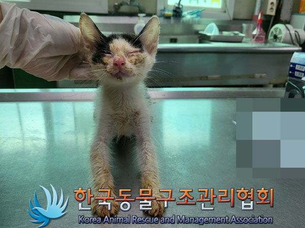 한국동물구조관리협회_441392202300169