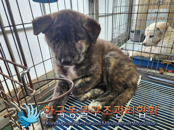 한국동물구조관리협회_441559202300826