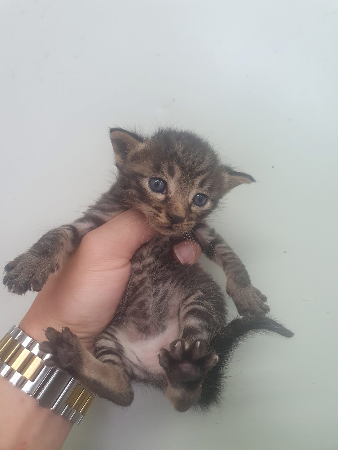 속초시유기동물보호소_442423202300302