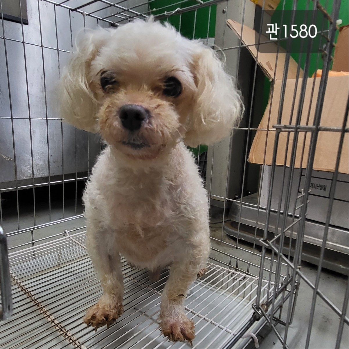 고양시동물보호센터_441394202301580