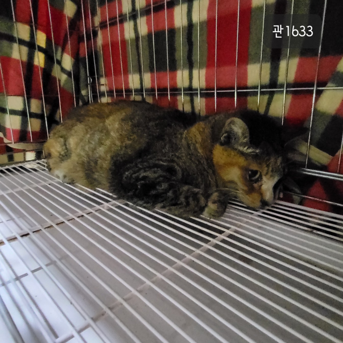 고양시동물보호센터_441394202301633