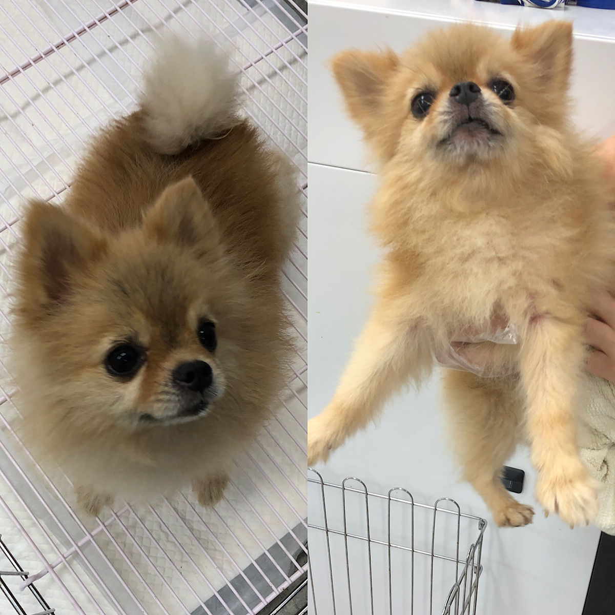 경주동물사랑보호센터_447505202300780
